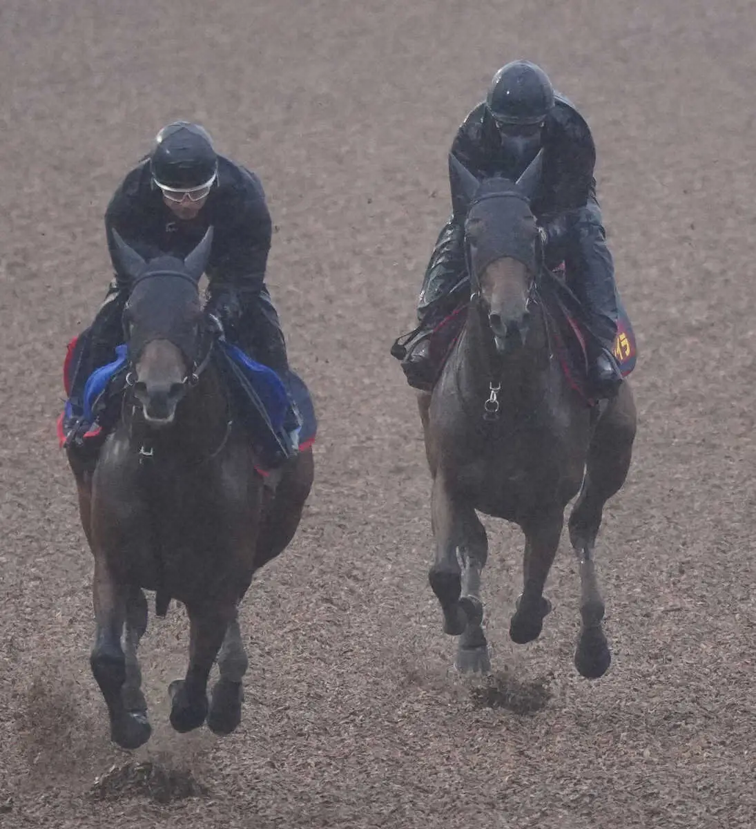 【エリザベス女王杯1週前追い】3歳馬レガレイラ仕上がり順調！陣営「踏み込んだ調教ができている」