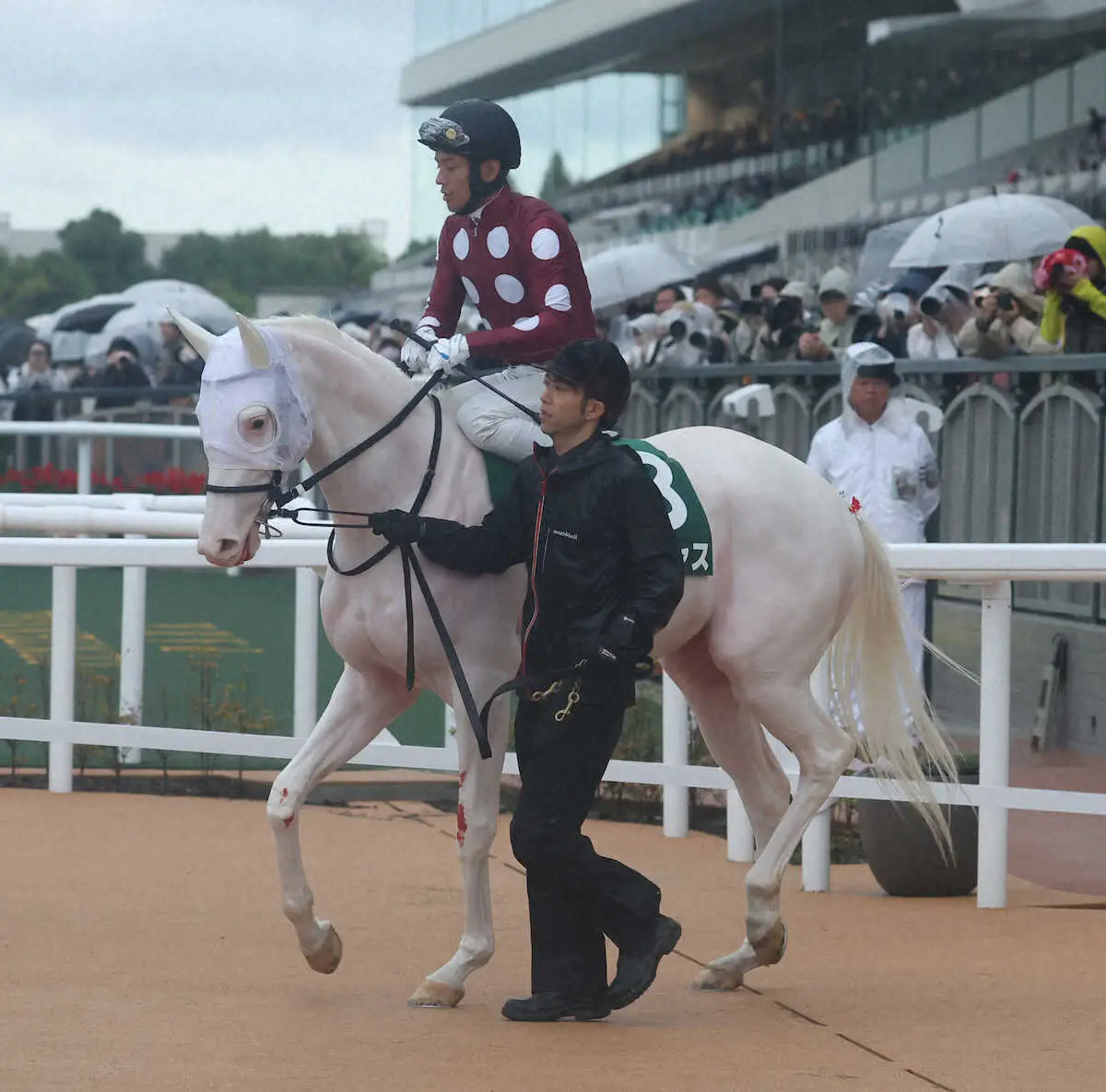 【ファンタジーS】白毛ゴージャスは12着　浜中「出遅れてしまったことが全て」