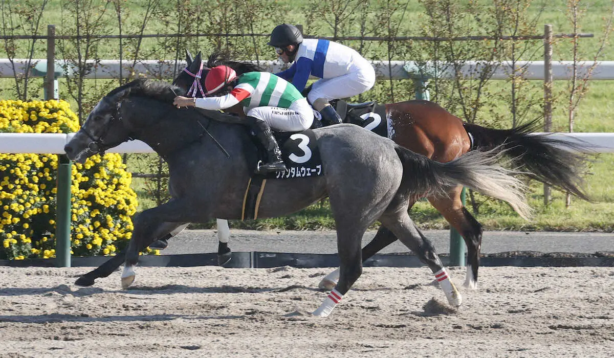 【京都9R・もちの木賞】クァンタムウェーブ　首差で接戦制す!西村淳も満足げ「能力ある」