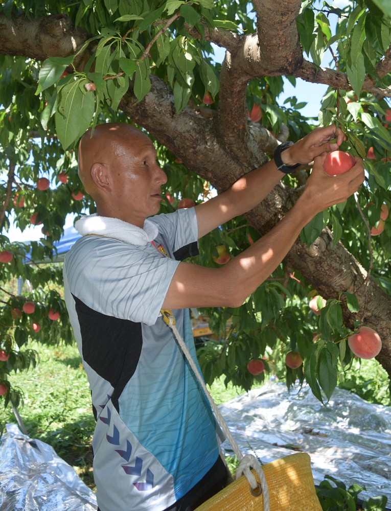 桃を収穫するＪ３福島・田坂監督