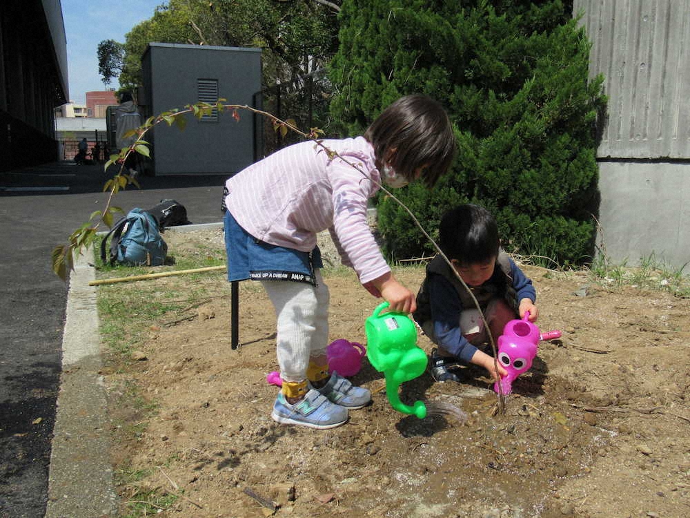 C大阪の新本拠ヨドコウに「クマノザクラ」　サポーターとともに植樹