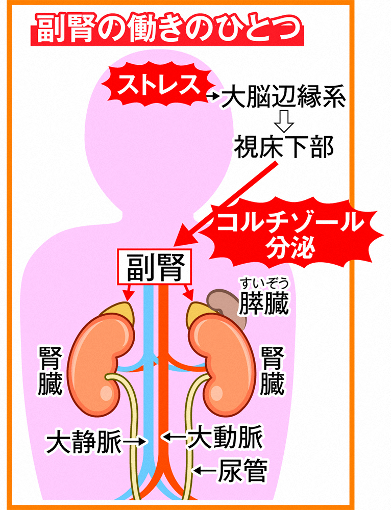 ＜図1＞副腎の働きのひとつ