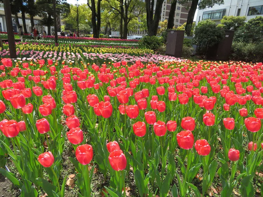 横浜スタジアム前の横浜公園を埋め尽くすように咲くチューリップ。目に鮮やかだ
