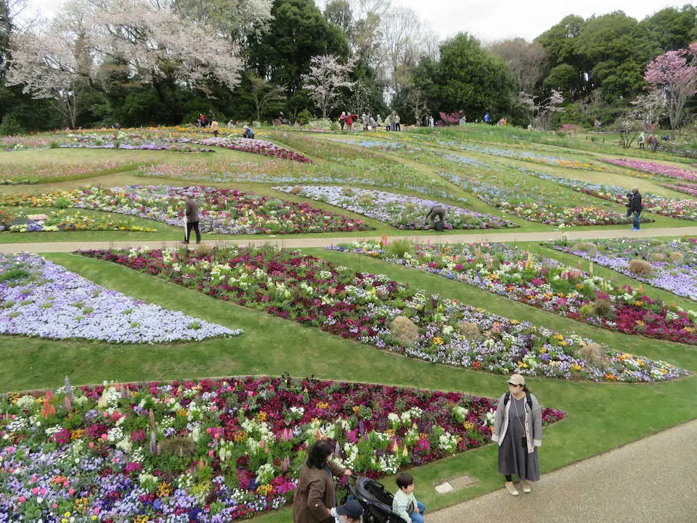 【横浜】港町の春を彩る2カ月半の花のリレー　サクラ、チューリップ、バラ…色とりどり計60万本
