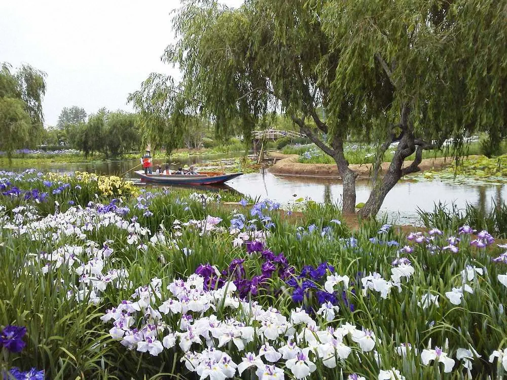 ハナショウブが咲き誇る水郷佐原あやめパークの水路を進むサッパ舟