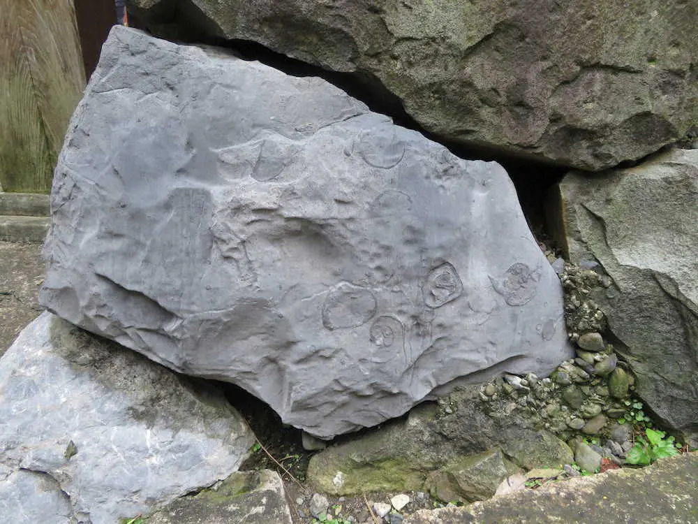 大垣城の石垣で見つけたベレロフォンの化石