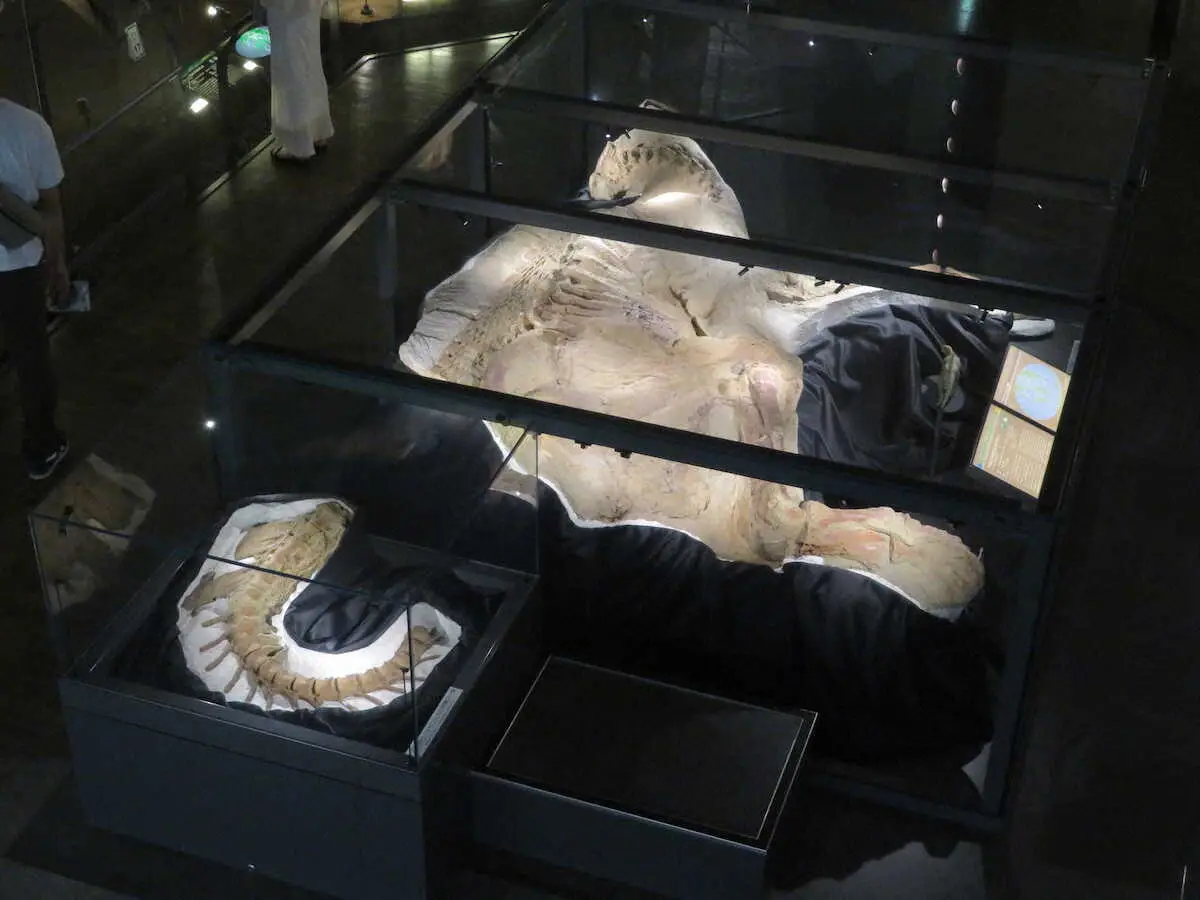 ギネスに登録されたブラキオフォサウルスの実物ミイラ化石。上部が頭