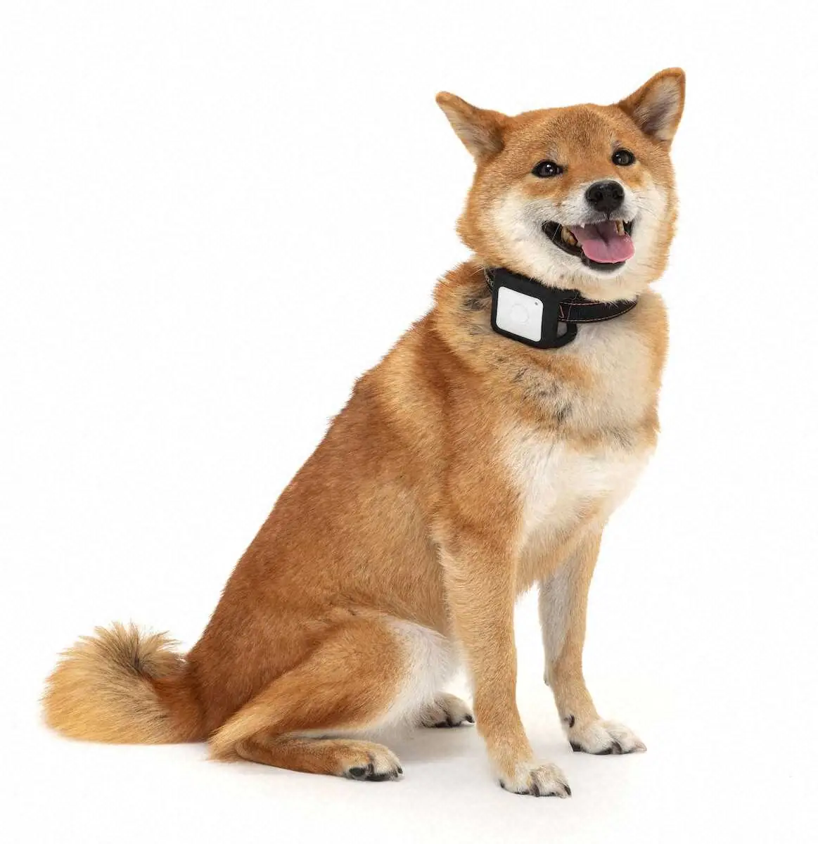 ペット用GPSケース　BBソフトサービスのペット用GPSケースを装着した犬