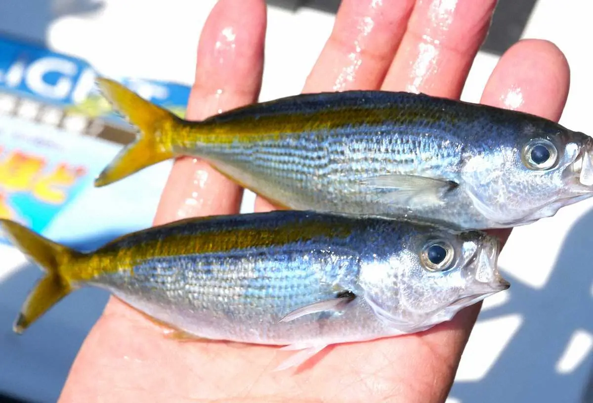 1本バリ仕掛け＋オキアミむき身＝タカベ攻略法　警戒心強く難易度“タカめ”　駿河湾・西浦足保港＆木負港