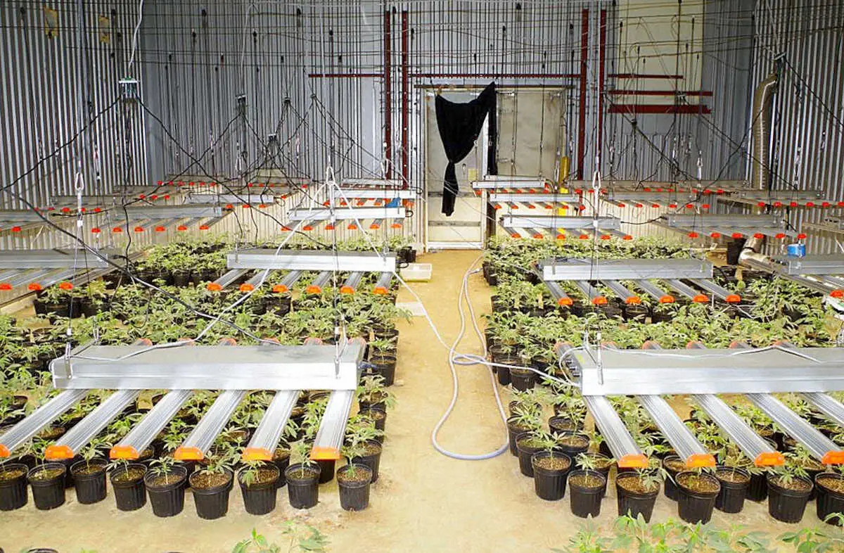 大麻草　約2000本栽培でベトナム国籍の男女6人再逮捕　末端価格5億円