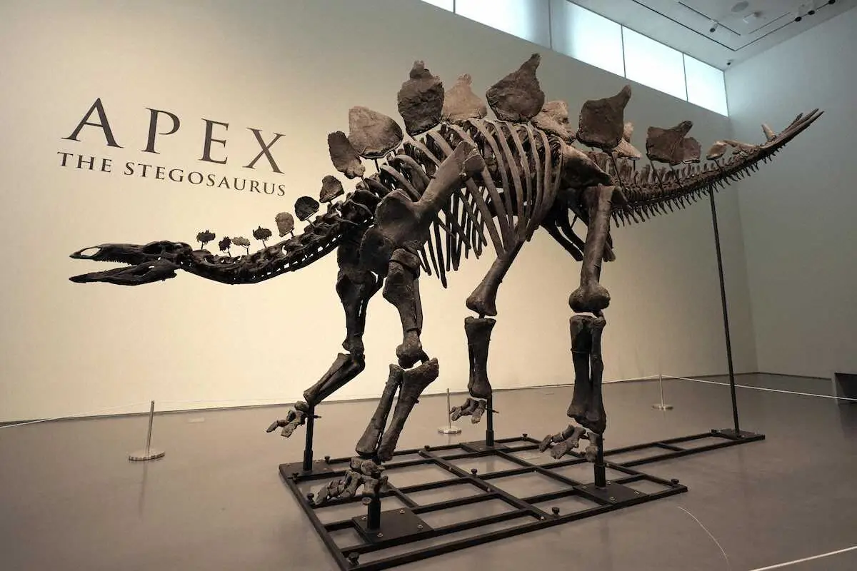 ニューヨークのサザビーズに展示されるステゴサウルスの化石（AP）