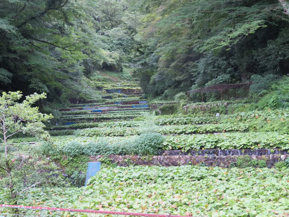 わさび畑が棚田のように広がる筏場のわさび田。圧巻の光景だ