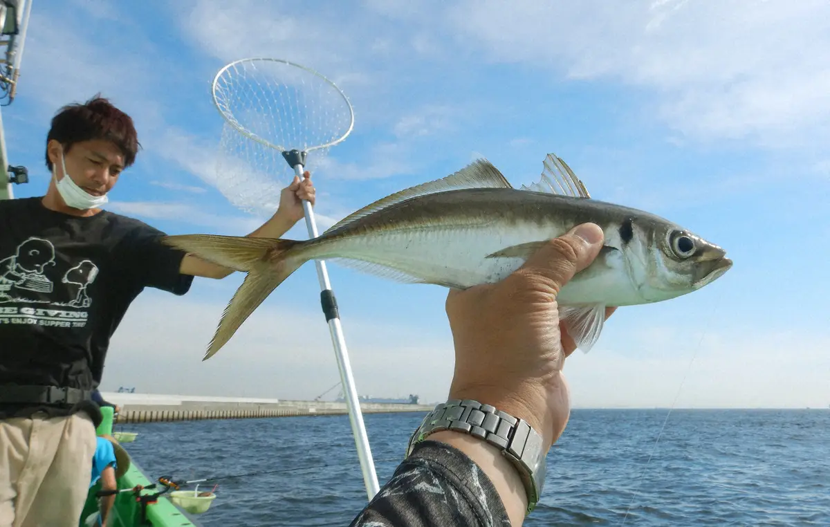 マァジで元気でる「ライン引き」釣法　見よう見まねでも当たり早く36匹　川崎・中山丸