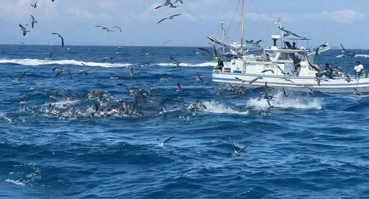 【画像・写真】ビンナガで祝った誕生日　マグロフィーバーの相模湾で超レアな一匹　連日ナブラ出る海域に