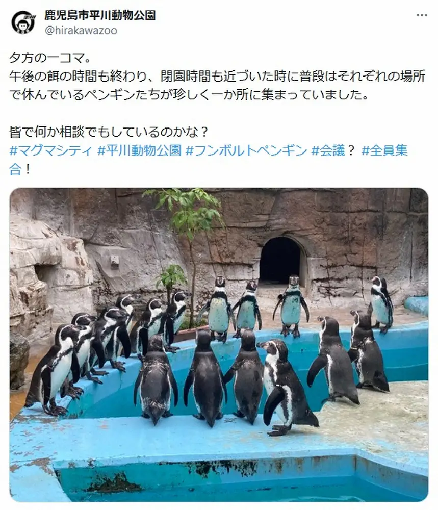 【画像・写真】鹿児島市平川動物公園の公式X（@hirakawazoo）より