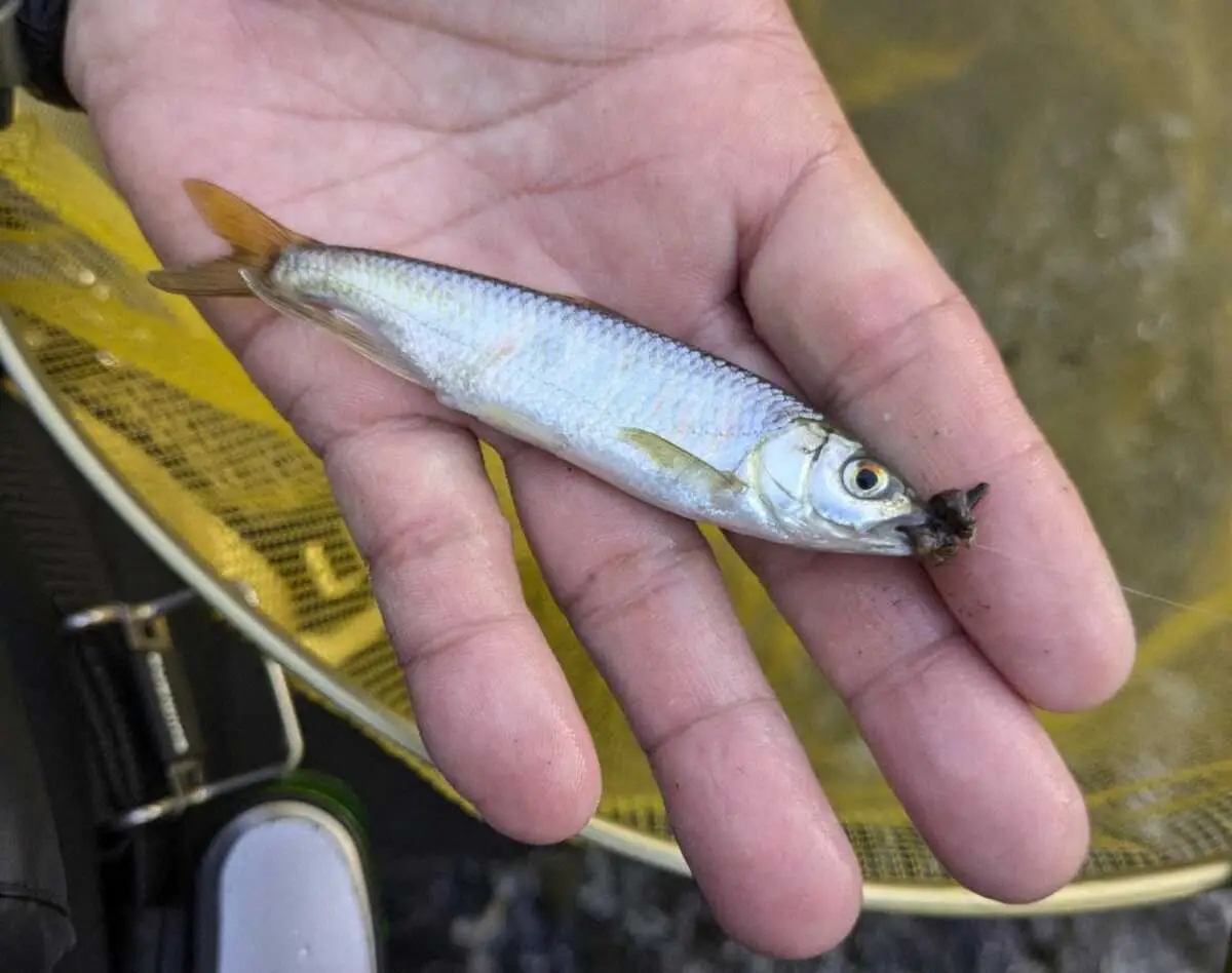 【画像・写真】カワムツ、オイカワ、ウグイがヒット!魚の気持ちになり川に溶け込む?呼び戻し釣り