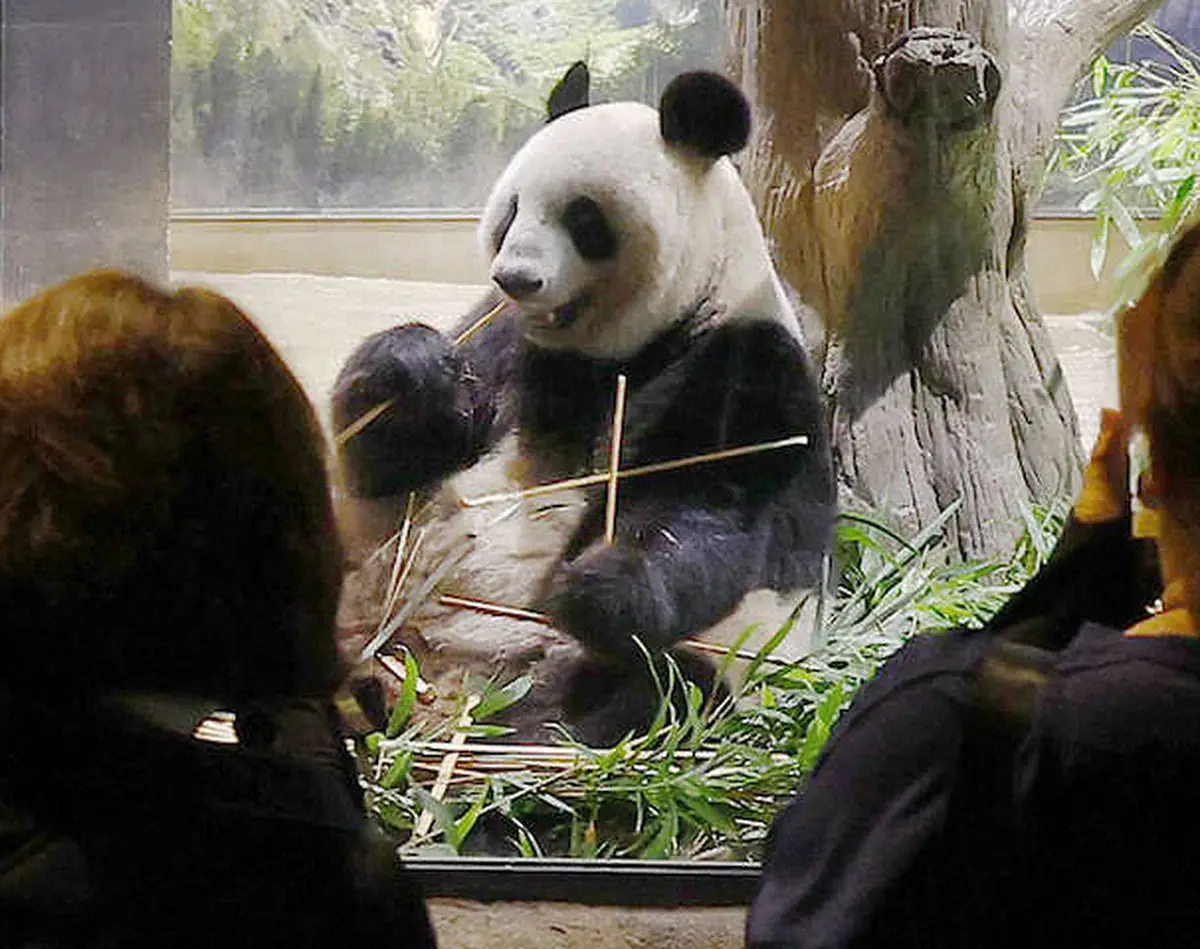 【画像・写真】リーリー＆シンシンに2000人が「元気でね」　上野動物園パンダ最終観覧日　29日に中国に返還