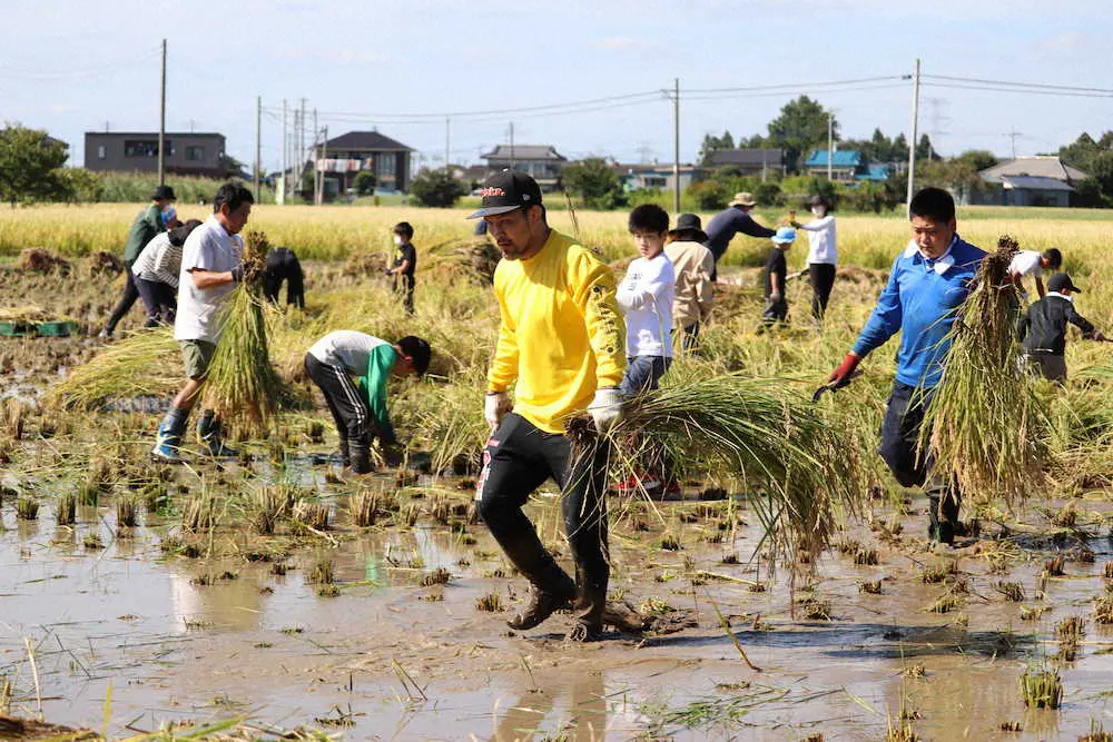 柔道家の小見川道大が稲刈り体験イベント　コシヒカリ収穫「手でやることで達成感がある」