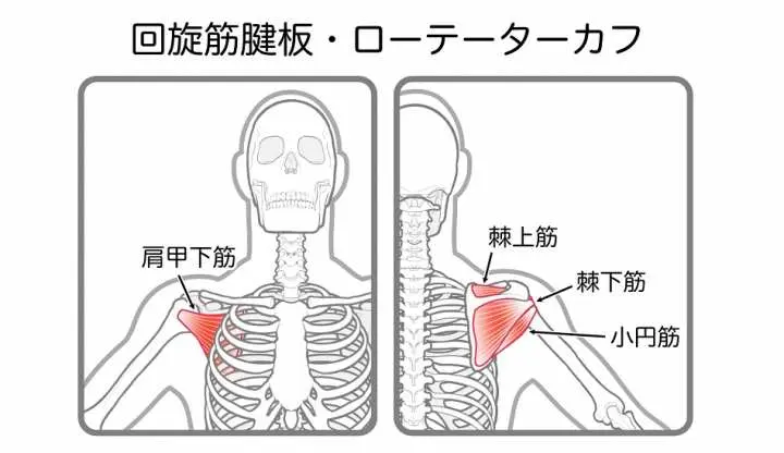 肩関節のインナーマッスル「ローテーターカフ」とは。役割と鍛え方│トレーナー監修