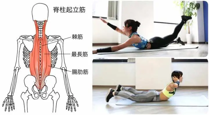 背中の筋トレ｜脊柱起立筋（腸肋筋・最長筋・棘筋）を鍛えるダンベル＆自重トレーニング